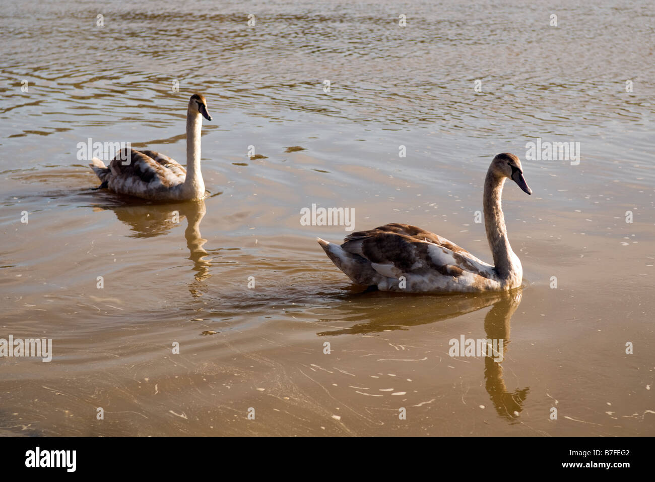 Zwei Jugendliche Cygnets Baden im braunen trüben Wasser in der Nähe von Flüssen Rand, in der Nähe Saltford Marina in Bristol England genommen Stockfoto