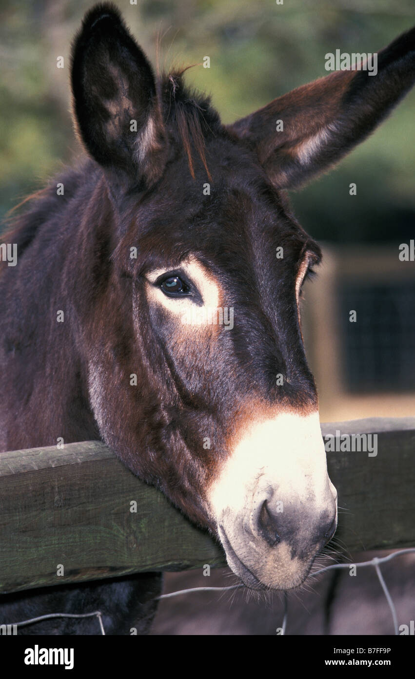 Maultier Mule Equus Domesticus X asinus Fohlen Porträt Tiere ...