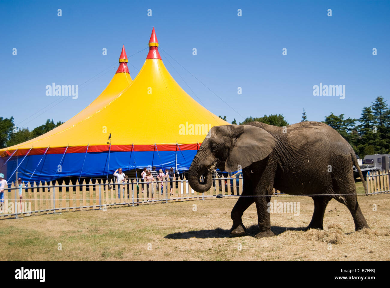 Elefant von Chapiteau auf afrikanische Zirkus, Ashburton Domain & Gardens, Ashburton, Canterbury, Neuseeland Stockfoto