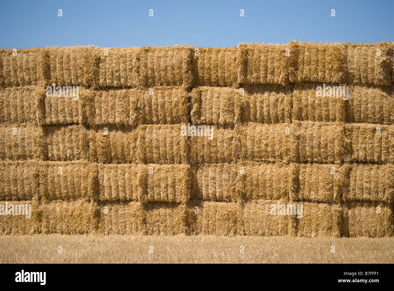 Stapel von Heu Ballen im Feld, in der Nähe von Ashburton, Canterbury, Neuseeland Stockfoto
