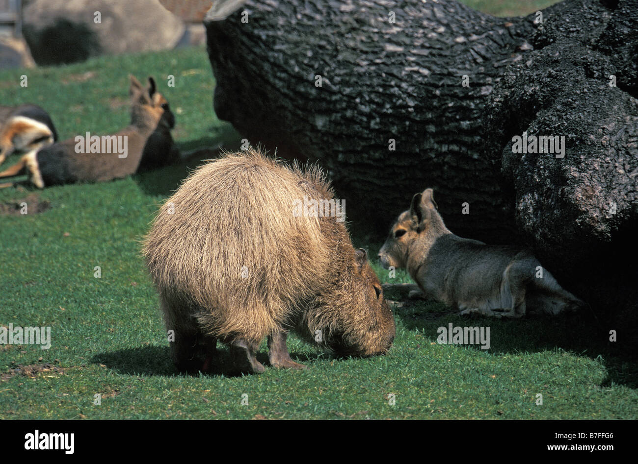 Capibara Capybarai in den Rasen Hydrochaeris Hydrochaeris Erwachsene Erwachsene Aestival Jahreszeiten allein Tier in Gefangenschaft Tiere in GAP Stockfoto