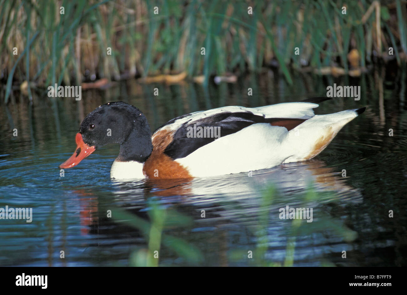 Männliche Tadorne de Belon Brandgans gemeinsame Brandgans schwimmen die Camargue Frankreich Aestival Jahreszeiten schöne Saison schöne Jahreszeiten Stockfoto