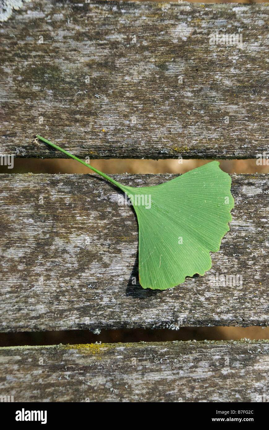 Ginko Biloba Blatt grün Holz Holztisch Deck alte frische Erinnerung, dass Kräuter Chinesische England Medizin Feuchtigkeit Wassertropfen Form fan Stockfoto