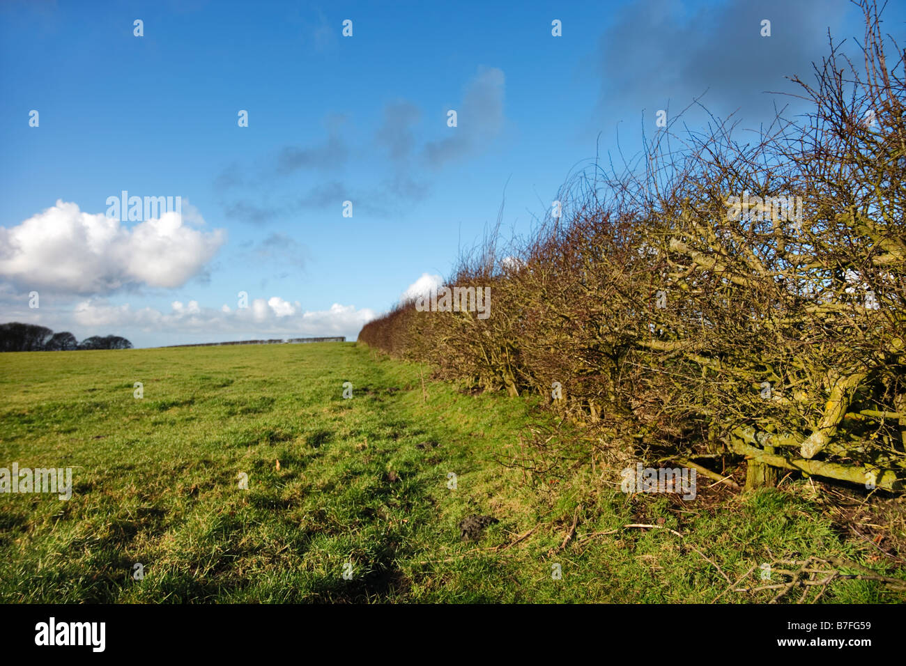 Englische Hecke Stockfoto