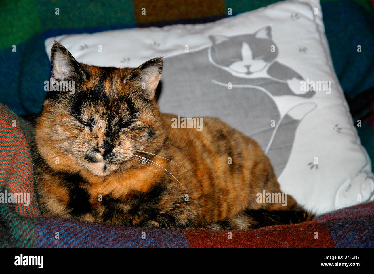 Eine alte Katze sitzt auf einem bedeckten Sofa neben einer Katze Motiv Kissen. Stockfoto