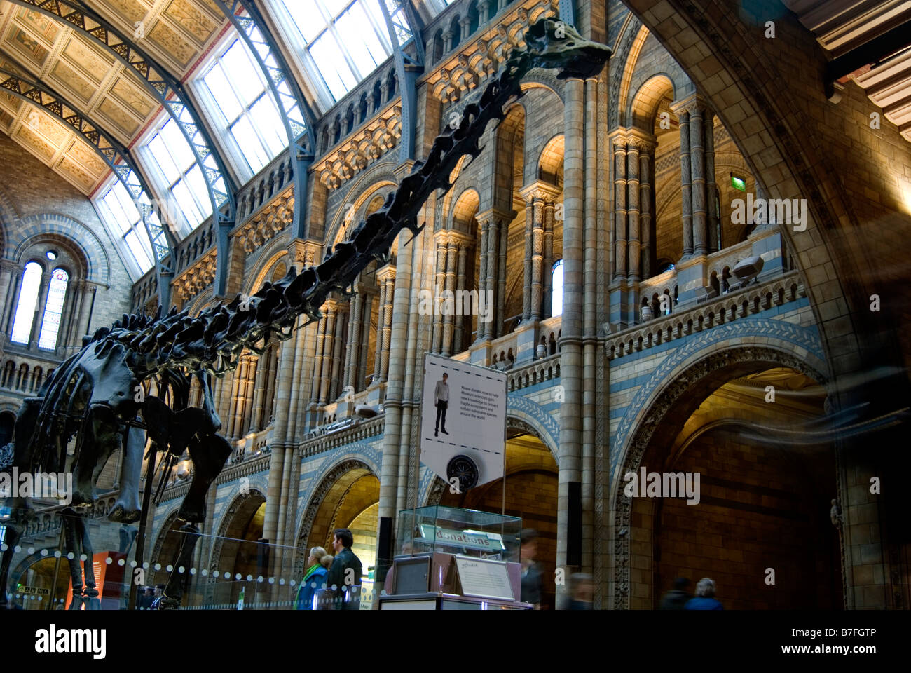 Dinosaurier in der Eingangshalle des Natural History Museum, Kensington, London anzeigen Stockfoto