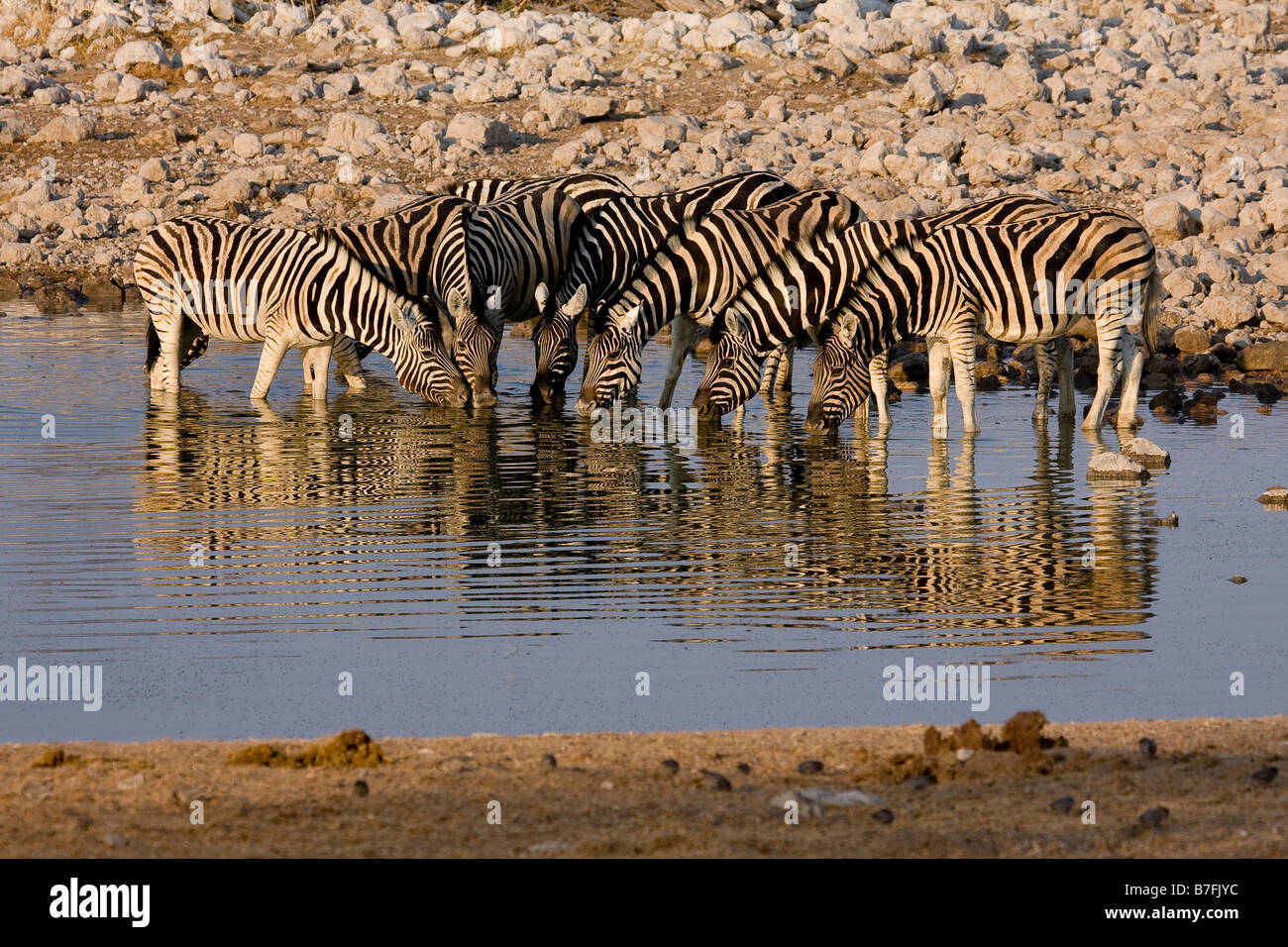 Burchell Zebra Wasserloch zu trinken Stockfoto