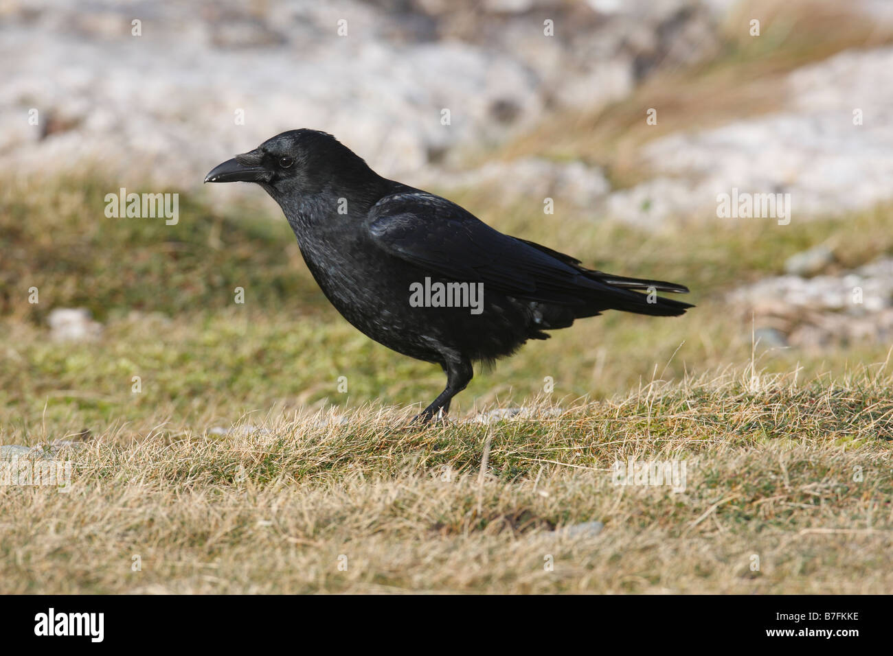 AAS-Krähe Corvus Corone hocken auf Felsen Stockfoto