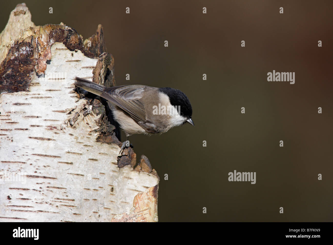 Marsh Tit Poecile Palustris suchen Warnung Stockfoto