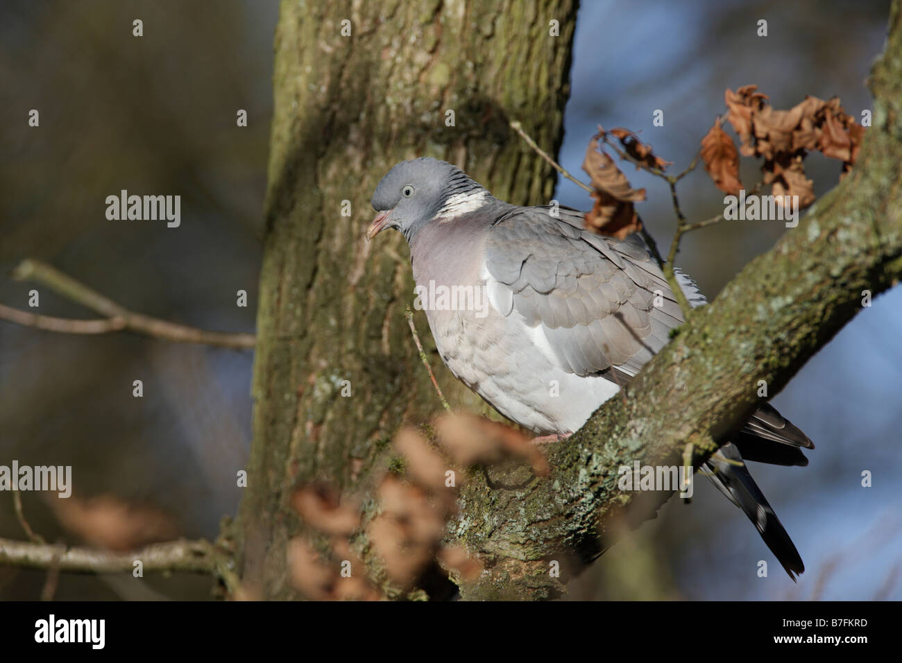 Woodpigeon Columba Palumbus sitzt im Baum Stockfoto