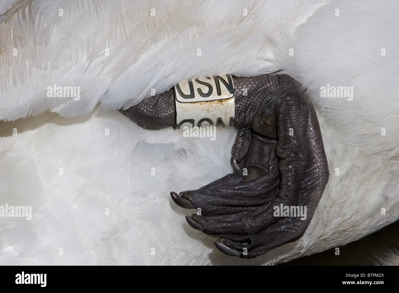 Mute Swan Fuß mit Darvic ring Stockfoto