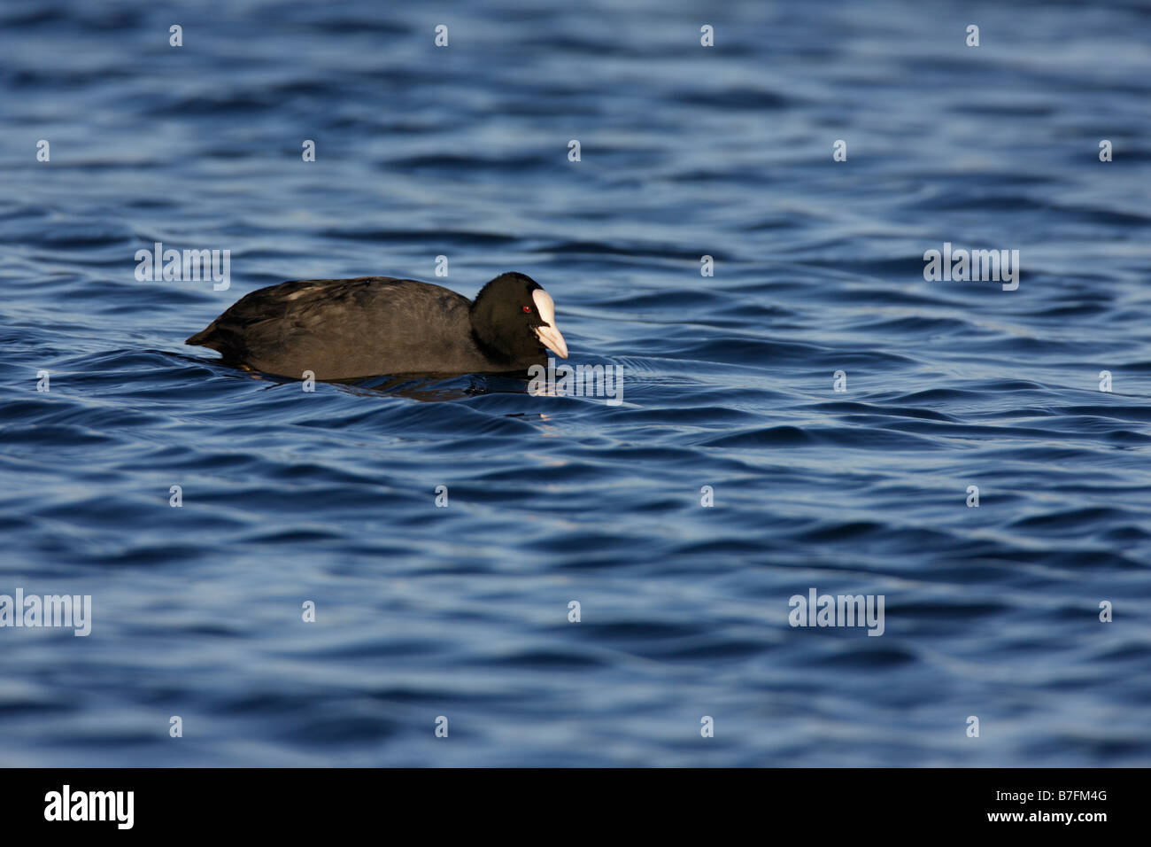 Eurasier oder gemeinsame Blässhuhn Fulica Atra auf blauem Wasser Stockfoto