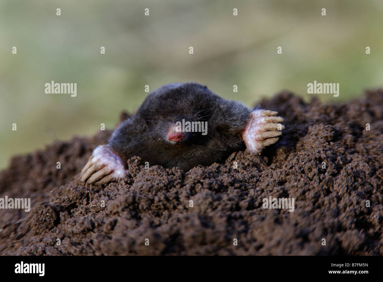 Maulwurf Talpa Europaea Potton Bedfordshire Stockfoto