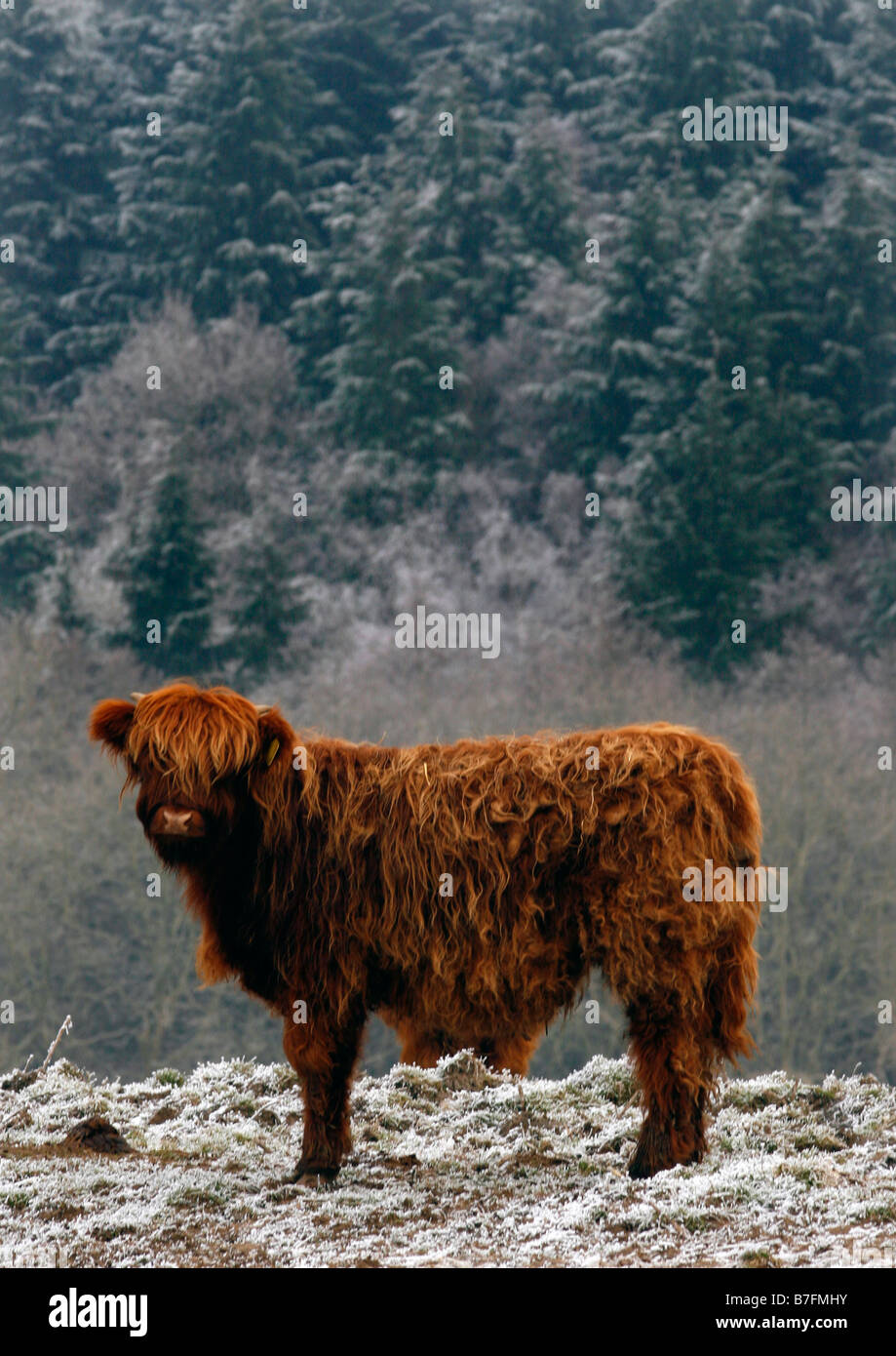Ein Highland Kuh an einem kalten Morgen in Kent. Stockfoto