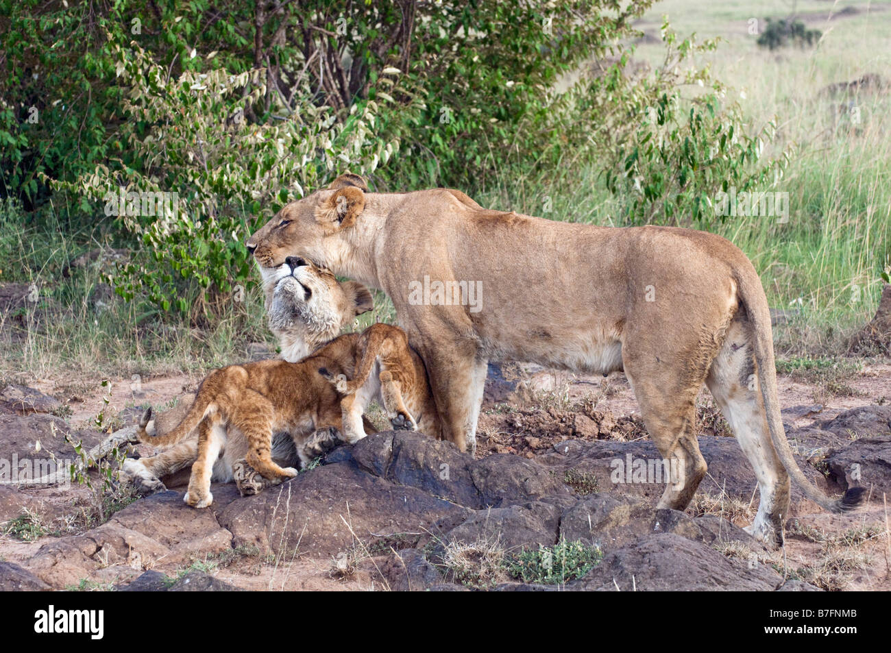 Löwinnen mit drei Monate alten Jungen Stockfoto