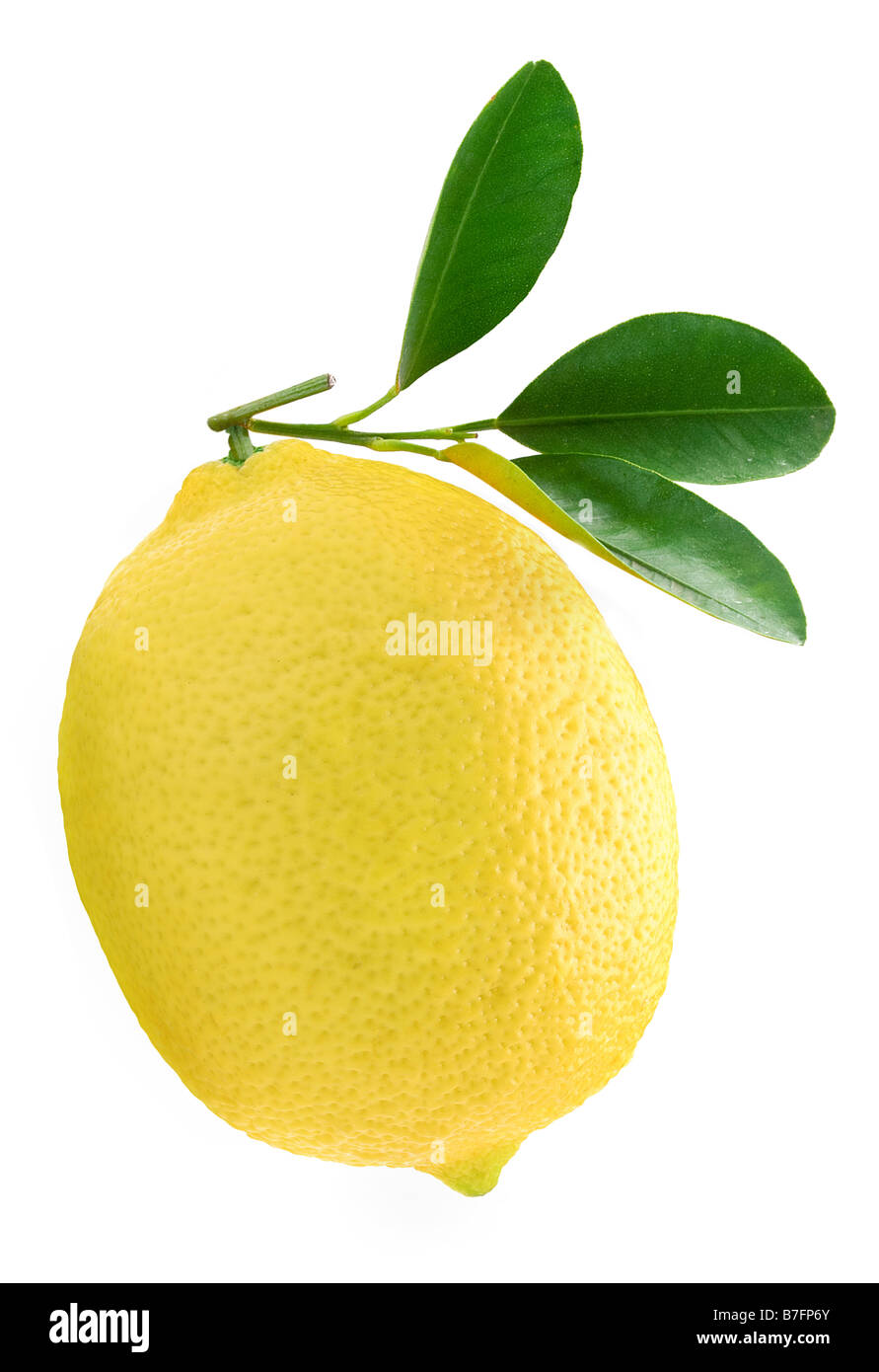 Zitrone Stockfoto