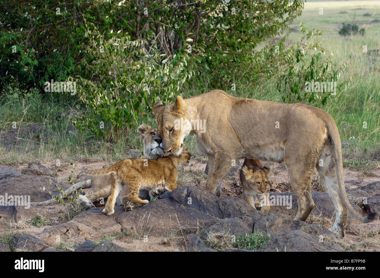 Familiäre Bindung Stockfoto