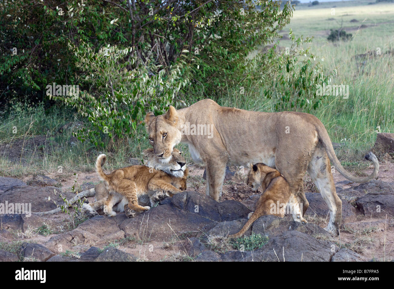 Glorreiche Schwesternschaft einige intime und spannende Verhalten von Afrika Stockfoto