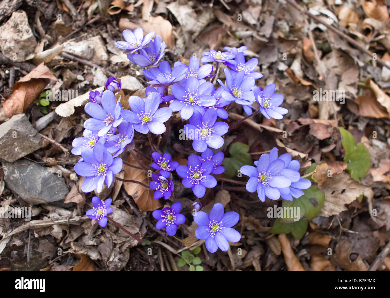 blauen, violetten Blüten des Hepatica Nobilis Tschechien Stockfoto