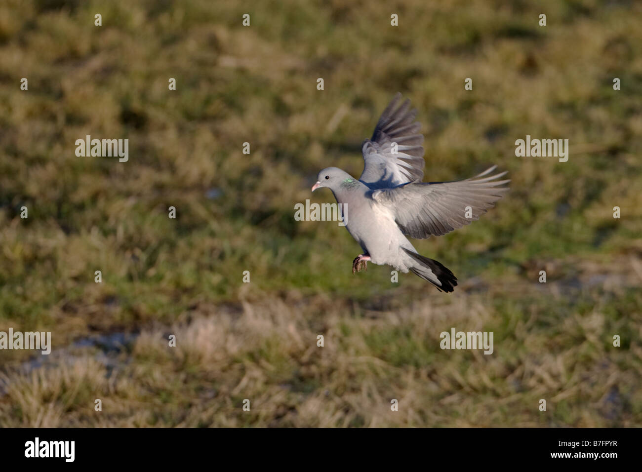 Hohltaube Columba Oenash fliegen Stockfoto