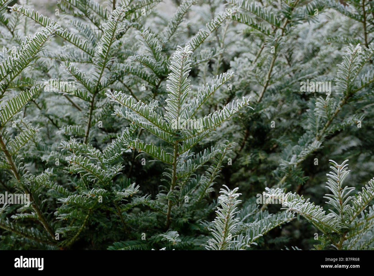 Taxus baccata European Yew in Frost, Wales, Großbritannien. Stockfoto