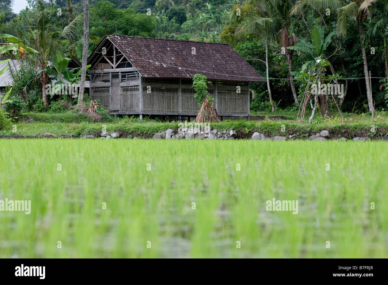 Dorf und Cottage, Reisfelder in der Nähe von Ubud Stockfoto