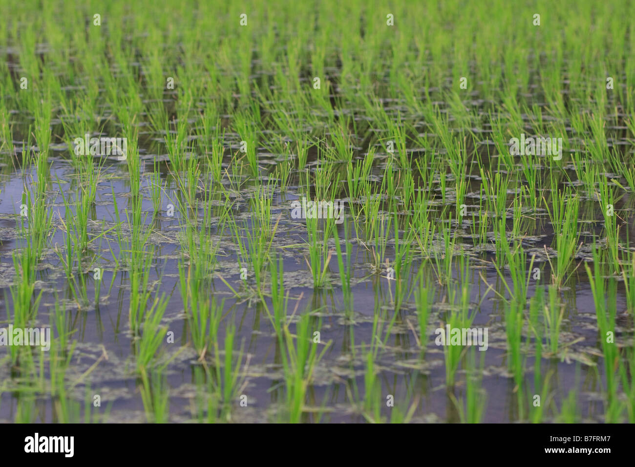 Reisfelder in der Nähe von Ubud Stockfoto