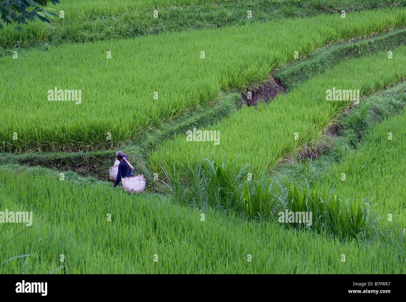 Reisfelder in der Nähe von Ubud, Bali und ein Bauer Stockfoto