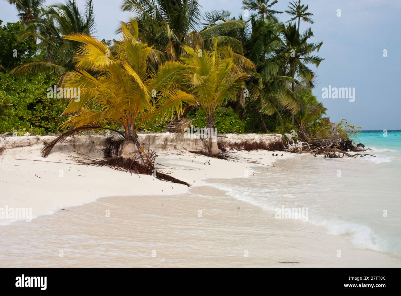 Tropische Pflanzen fallen in das Meer wie eine tropische Insel ist entfernt vom Meer erodiert. Stockfoto Tropische Pflanzen fallen in das Meer wie eine tropische Insel ist entfernt vom Meer erodiert. Stockfoto