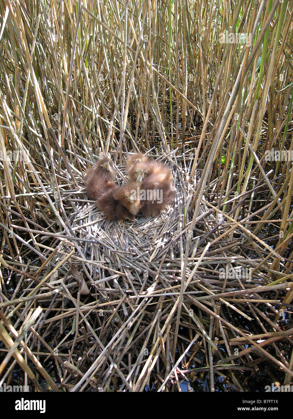 Junge eurasische Rohrdommeln (Botaurus Stellaris) im Nest im Röhricht. Stockfoto