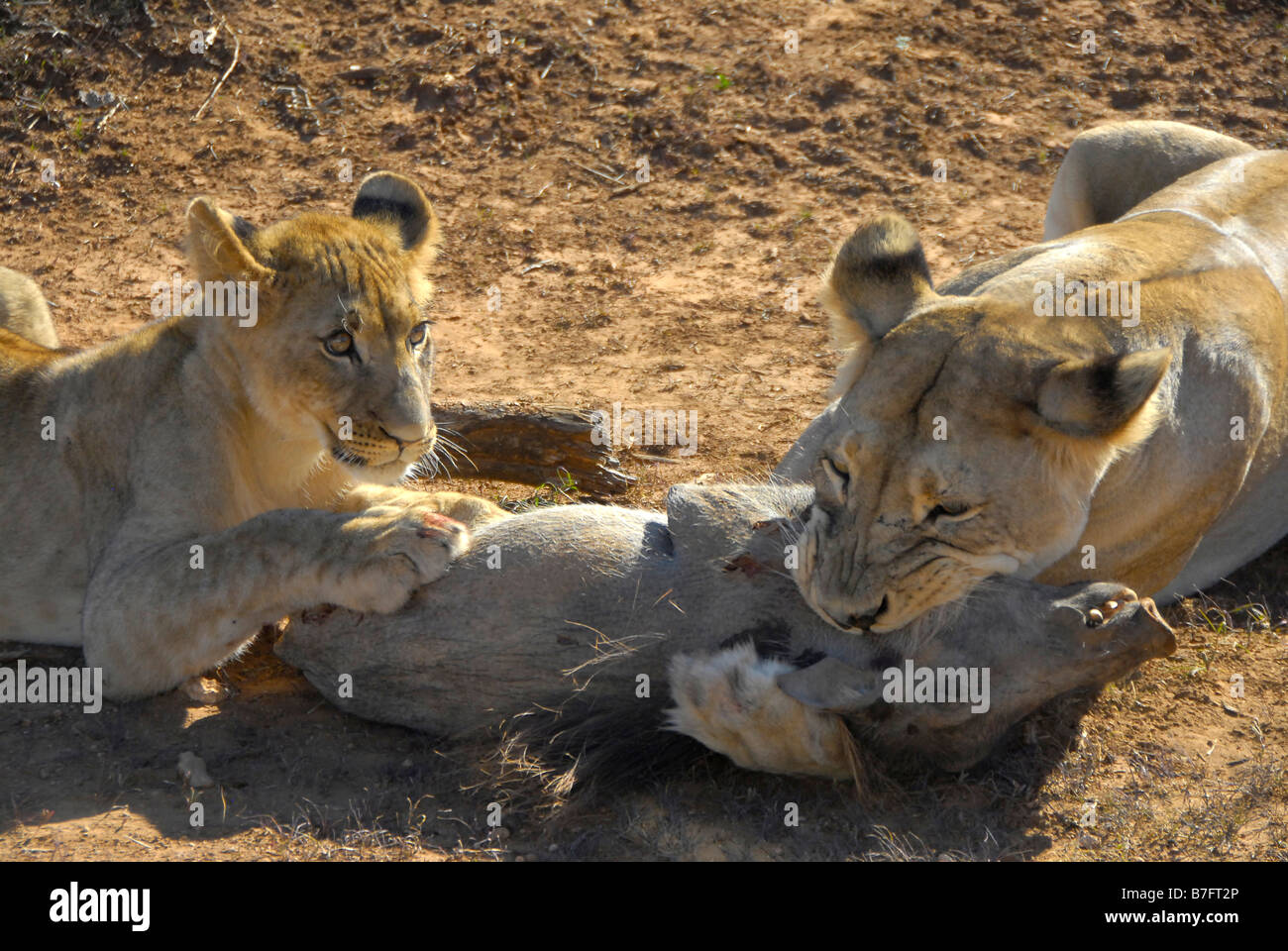 Löwin Warzenschwein, zu töten, während Cub versucht zu helfen, Mama im Addo Elephant National Park, Eastern Cape, Südafrika Stockfoto