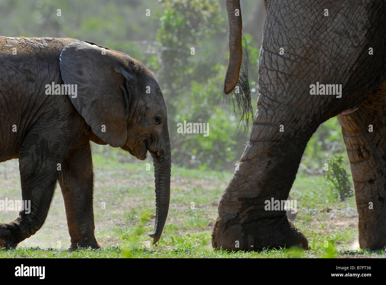 Baby-Elefant nach seiner Mutter im Addo Elephant National Park, Eastern Cape, Südafrika Stockfoto
