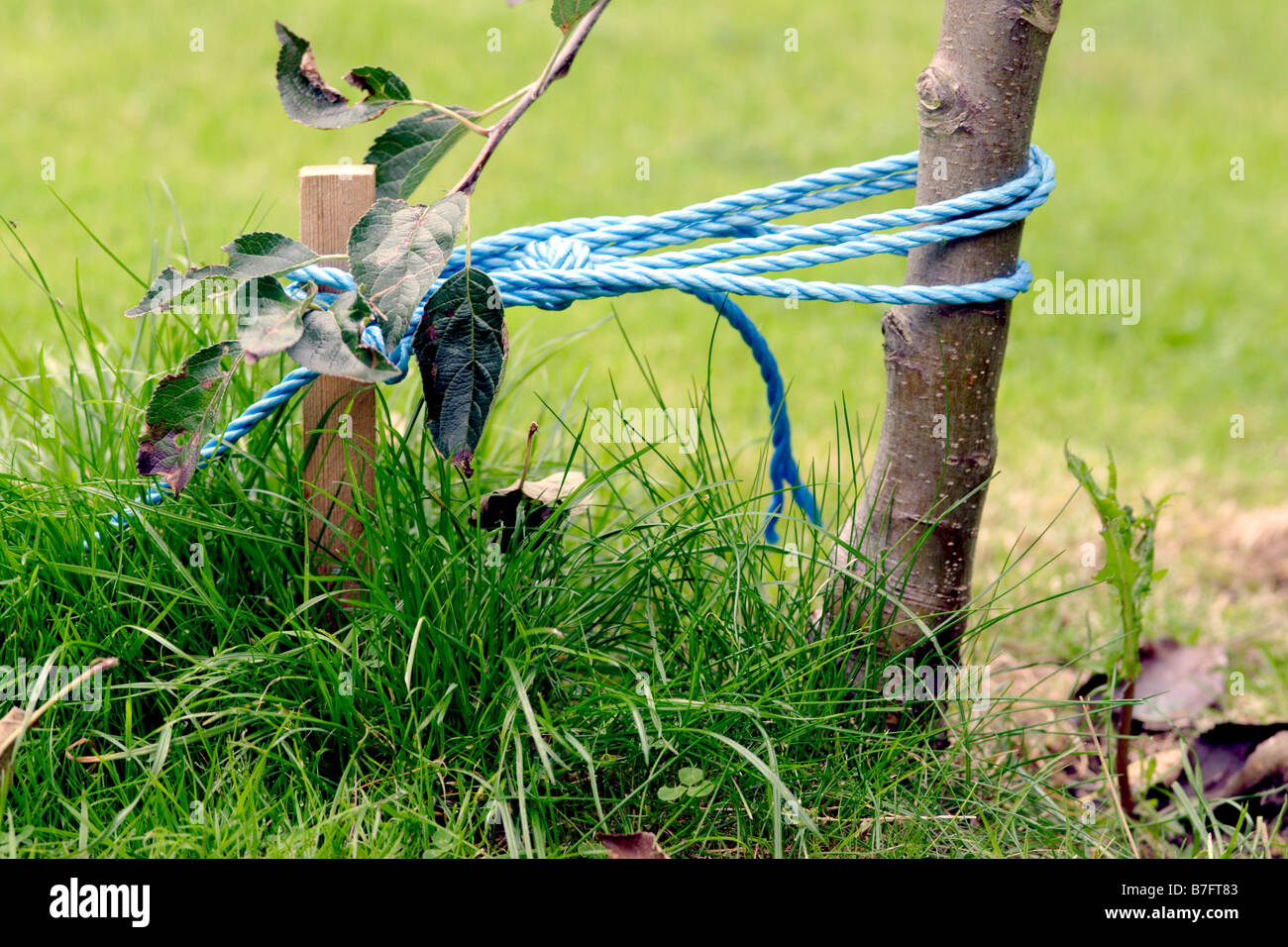 Pfahl und Seile unterstützen junge Apfel Baum, England, UK Stockfoto