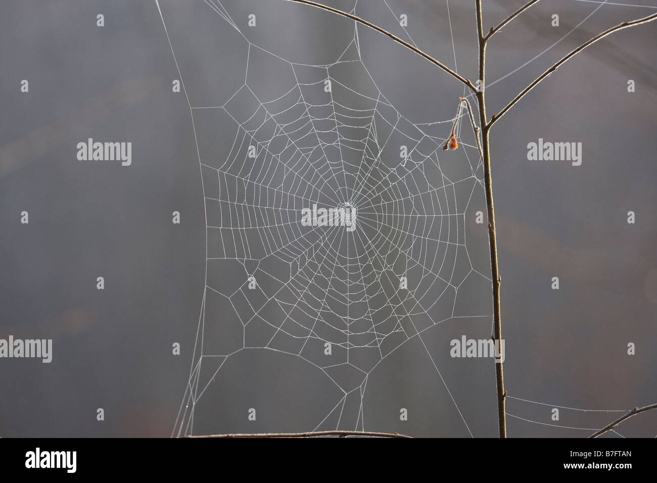 Ein Spinnen-Netz durch den morgendlichen Tau bedeckt. Stockfoto