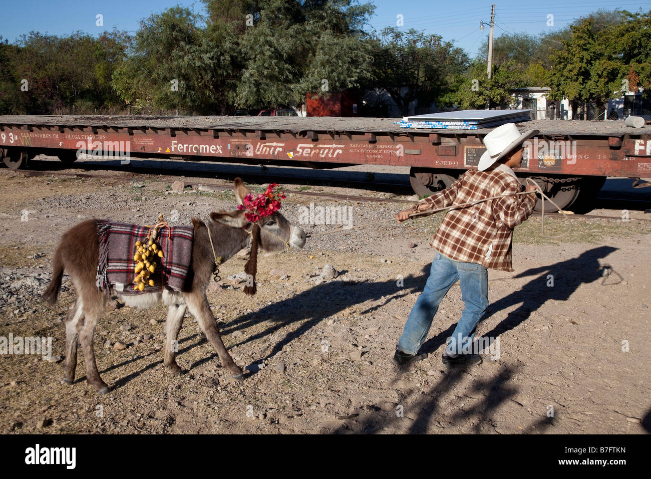 Esel Esel El Fuerte Sinaloa Mexiko Stockfoto