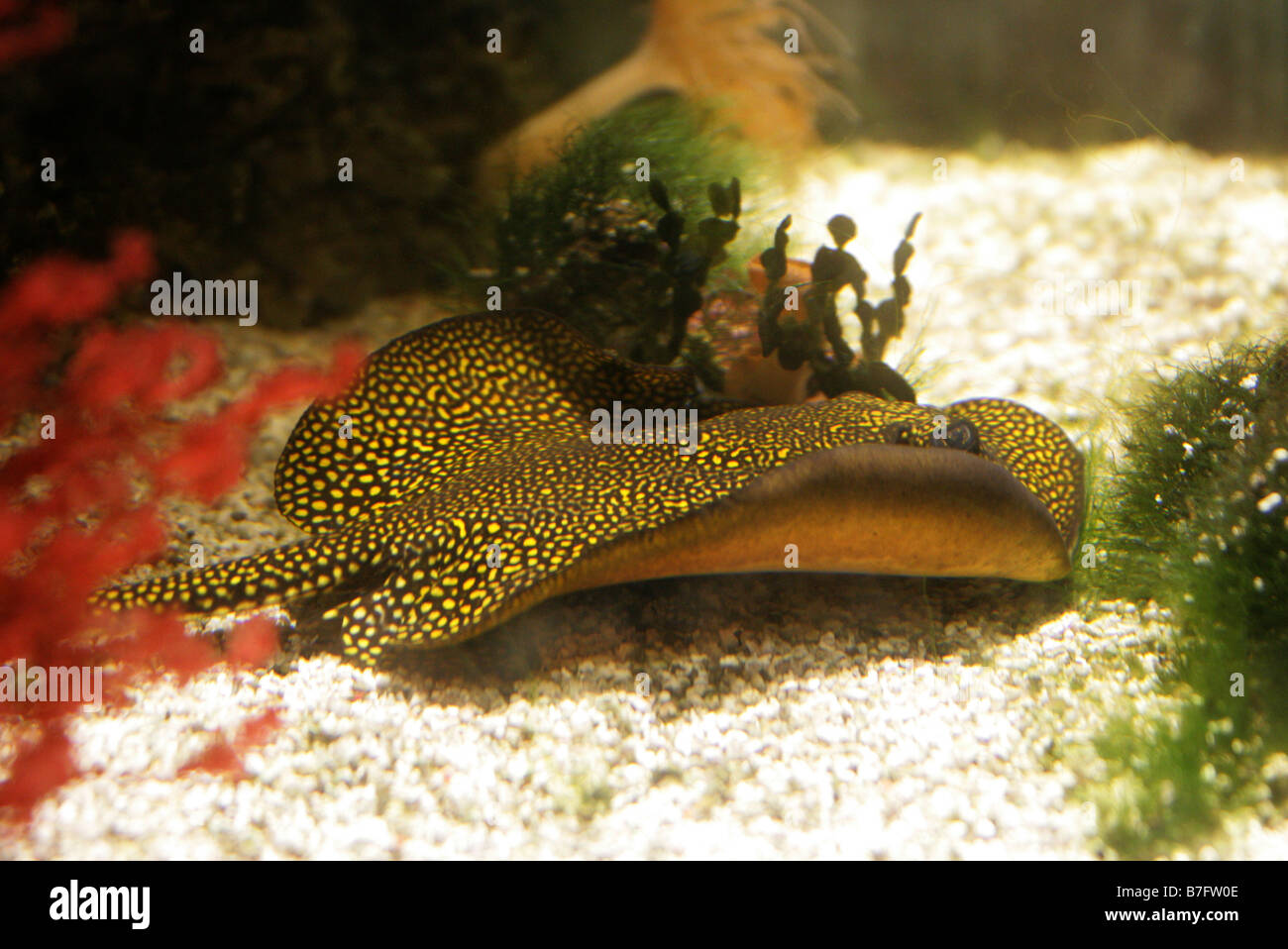 Gelb gefleckte Ray Fisch Stockfoto
