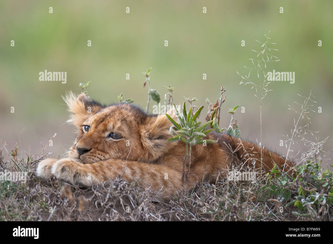 Afrikanische Löwenjunges Stockfoto