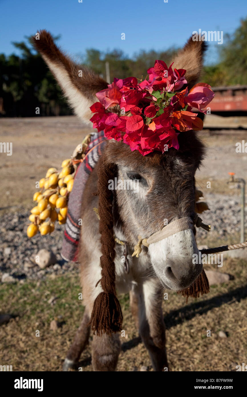 Esel Esel mit Blumen Sinaloa Mexiko Stockfoto