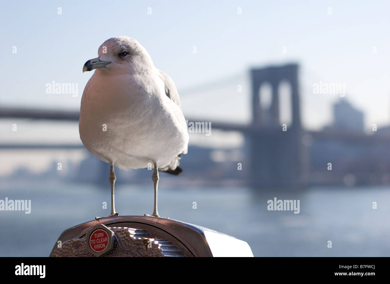 Nahaufnahme von Seagull thront auf Münze betrieben Fernglas mit Brooklyn Bridge im Hintergrund Stockfoto