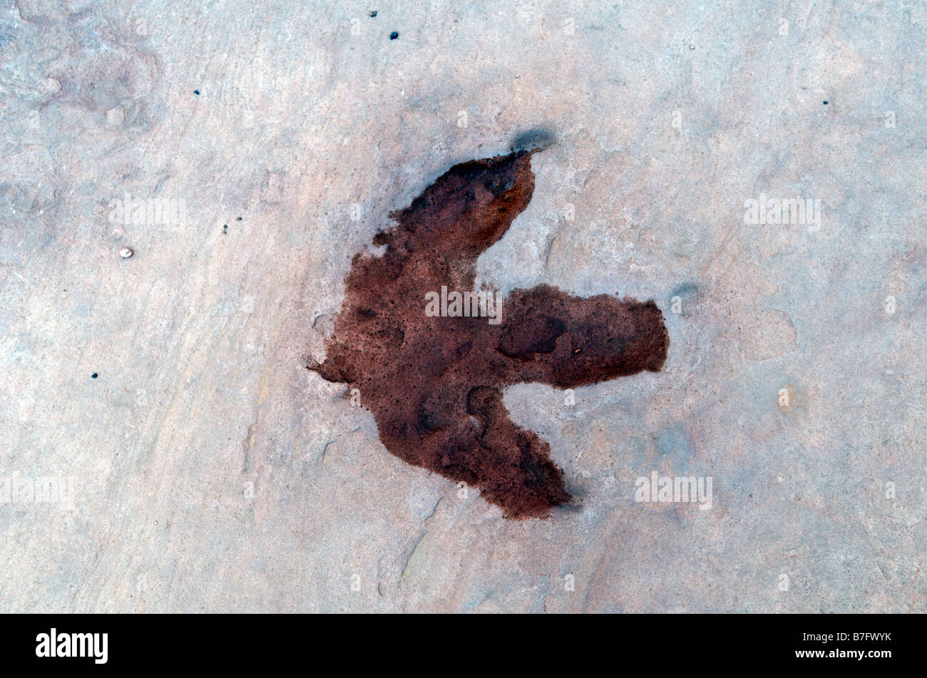 Versteinerten Dinosaurier-Fußabdruck Lake Powell Utah USA Stockfoto