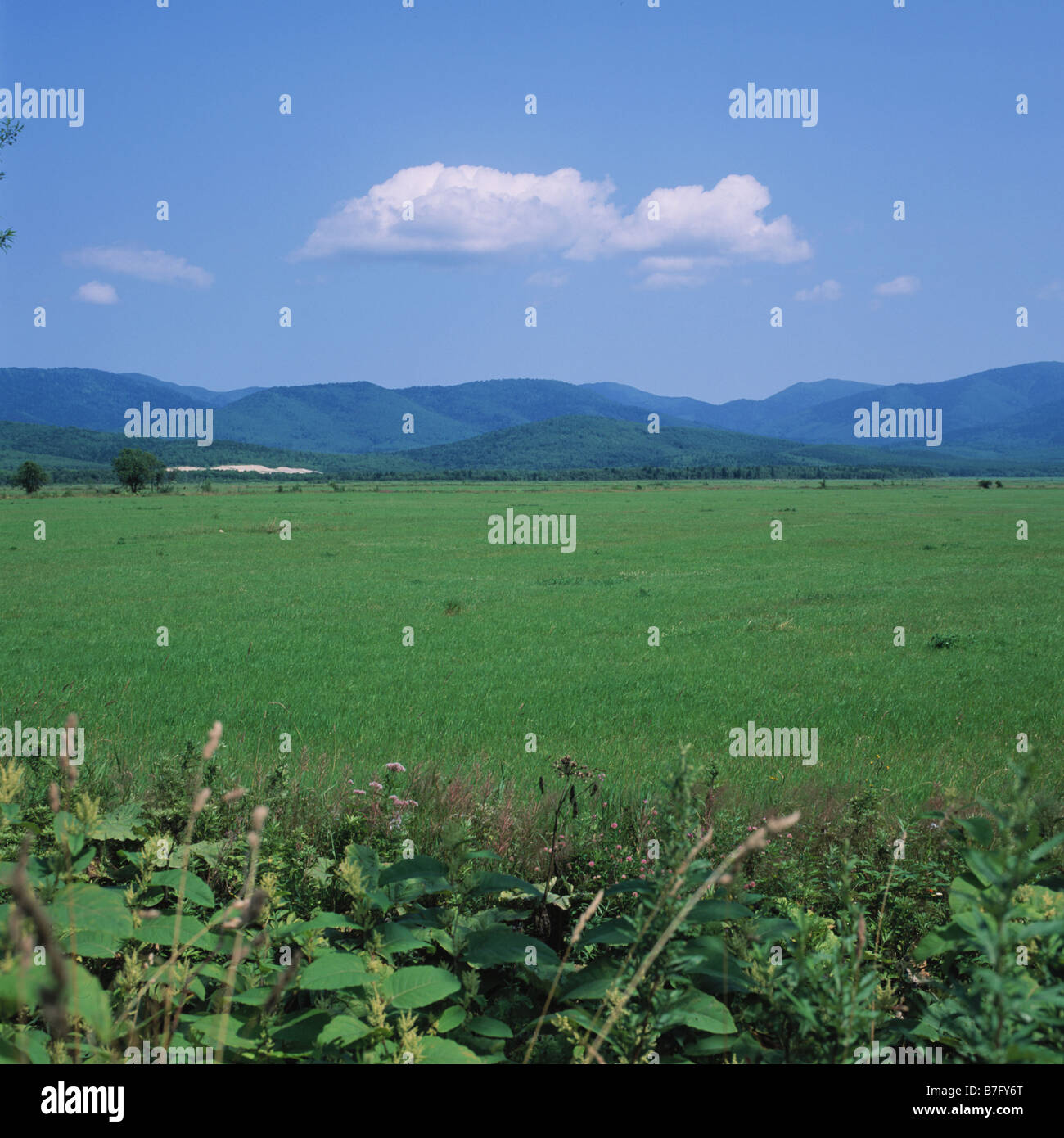 Russland. Insel Sachalin. Sommer. [Mittelformat] Stockfoto