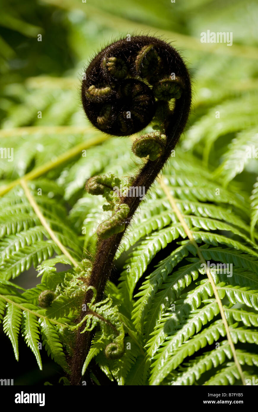 Entfaltung Wedel (Koru) der Silver Fern (alsophila Dealbata), Marlborough Sounds, Region Marlborough, Neuseeland Stockfoto