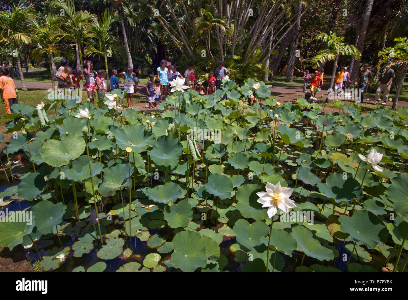 Mauritius Afrika Nymphea Lotus Blume Tank in Sir Seewoosagur Ramgoolam königliche Botanische Garten von Pamplemousses Schulklasse Mau Stockfoto