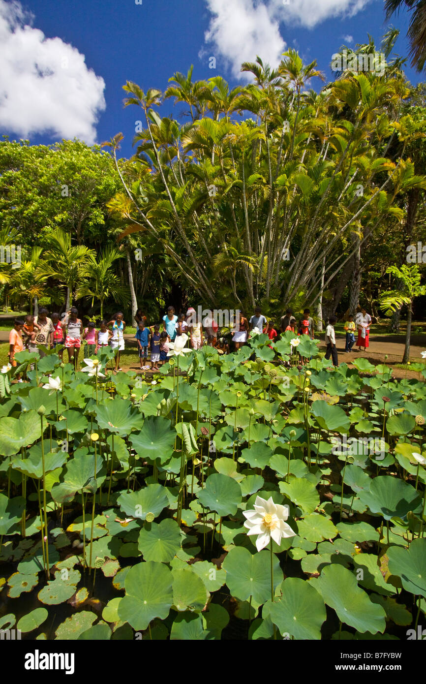 Mauritius Afrika Nymphea Lotus Blume Tank in Sir Seewoosagur Ramgoolam königliche Botanische Garten von Pamplemousses Schulklasse Mau Stockfoto