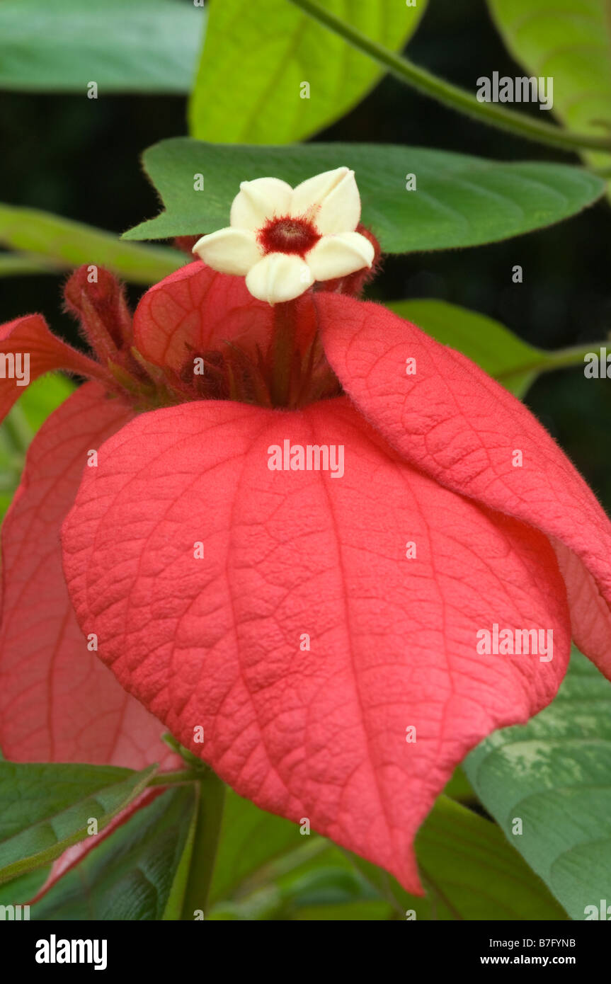 Ashanti Blood Red Flag Bush tropischen Hartriegel (Mussaenda Erythrophylla) Blume Hecke Chinese Garden Singapur Oktober Stockfoto
