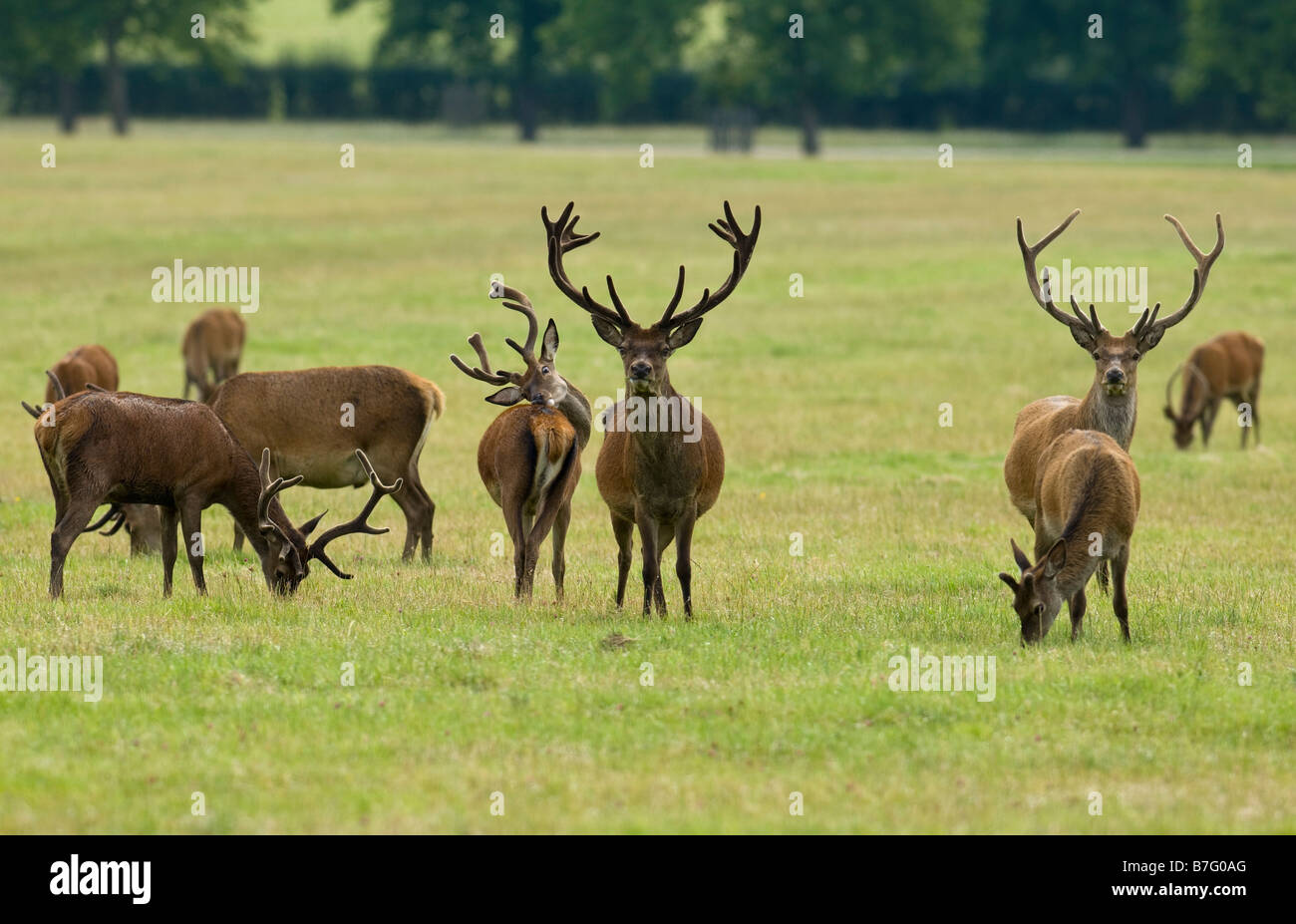 Herde Hirsche im Windsor Great Park, Royal Berkshire, UK Stockfoto