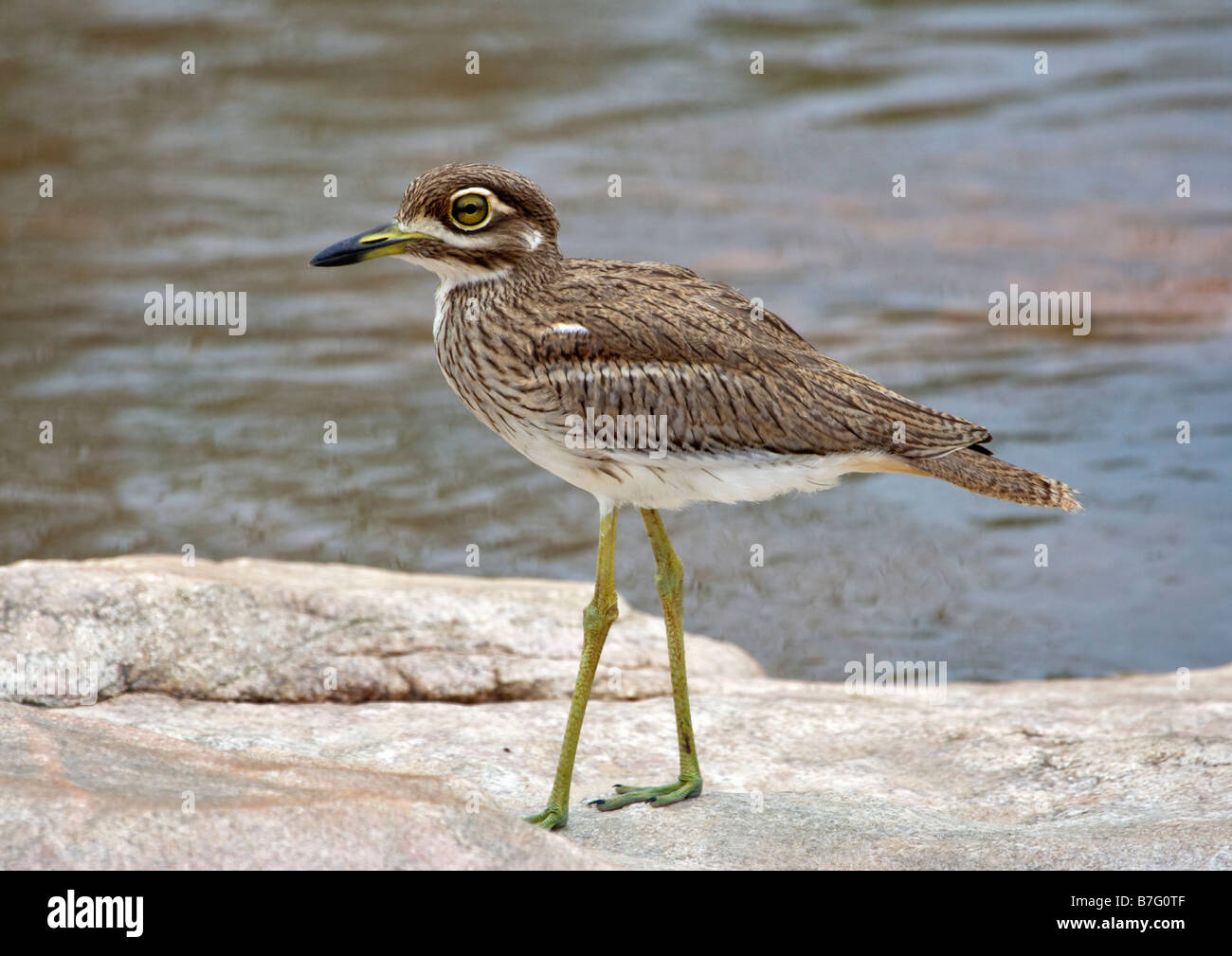 Wasser Dikkop in typischen riverine Lebensraum am Sabie River, Krüger Nationalpark, Südafrika. Stockfoto