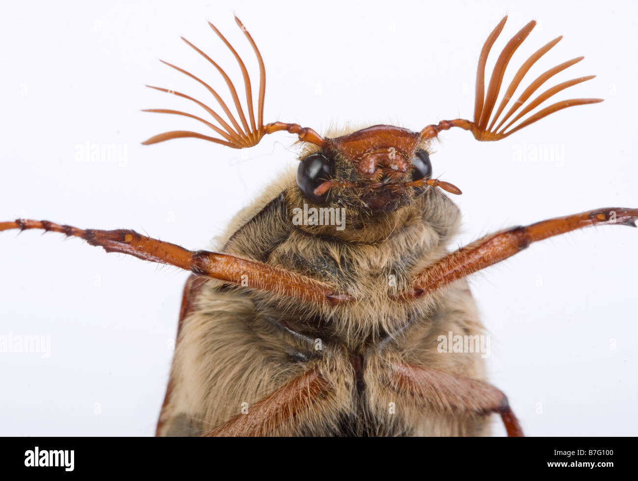 Maikäfer fliegen gegen ein Fenster zeigt seine schöne Antenne Stockfoto