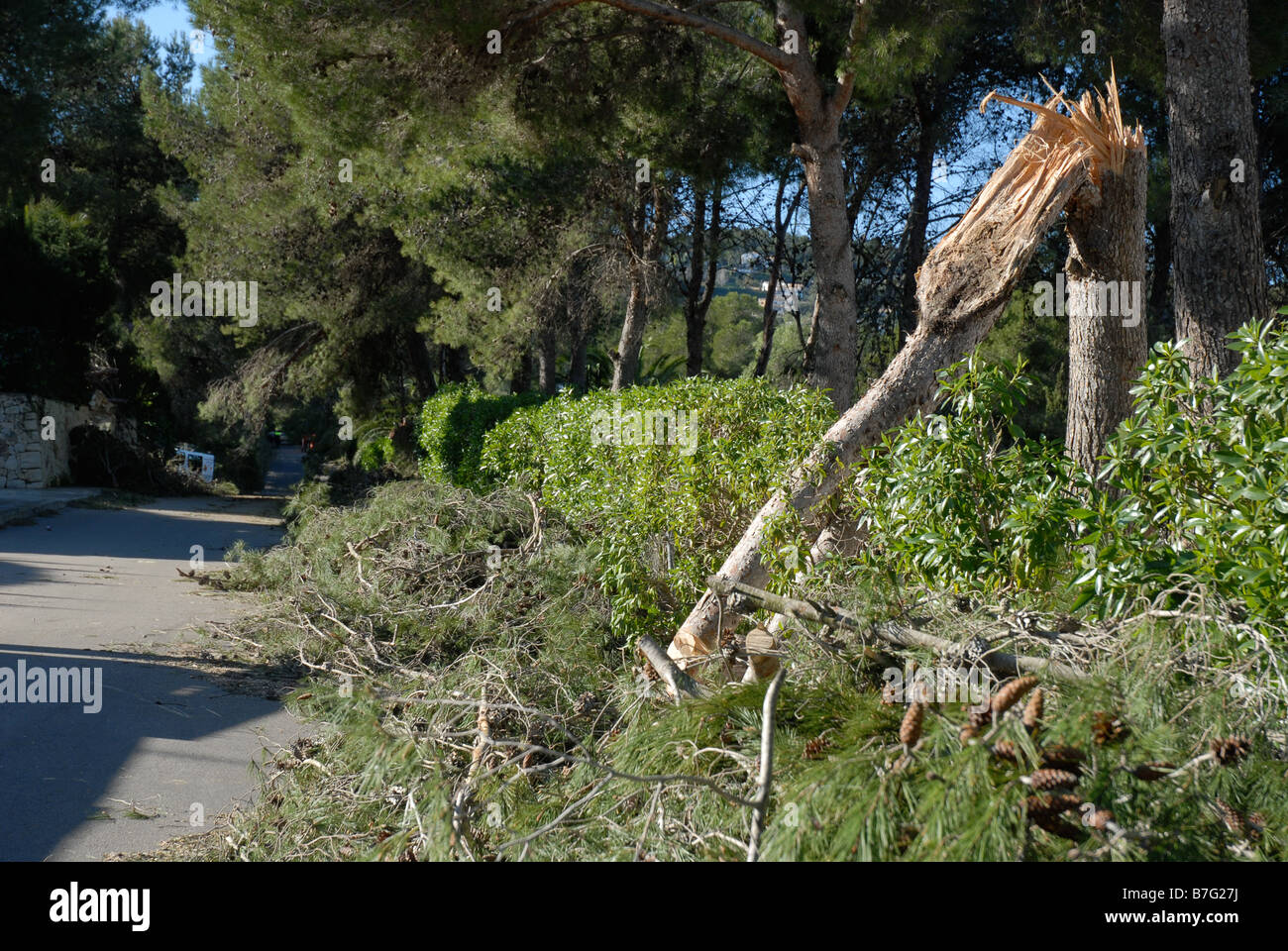 Kiefer Baumstamm schnappte im Orkan Windstärke, Provinz Alicante, Comunidad Valenciana, Javea, Spanien Stockfoto
