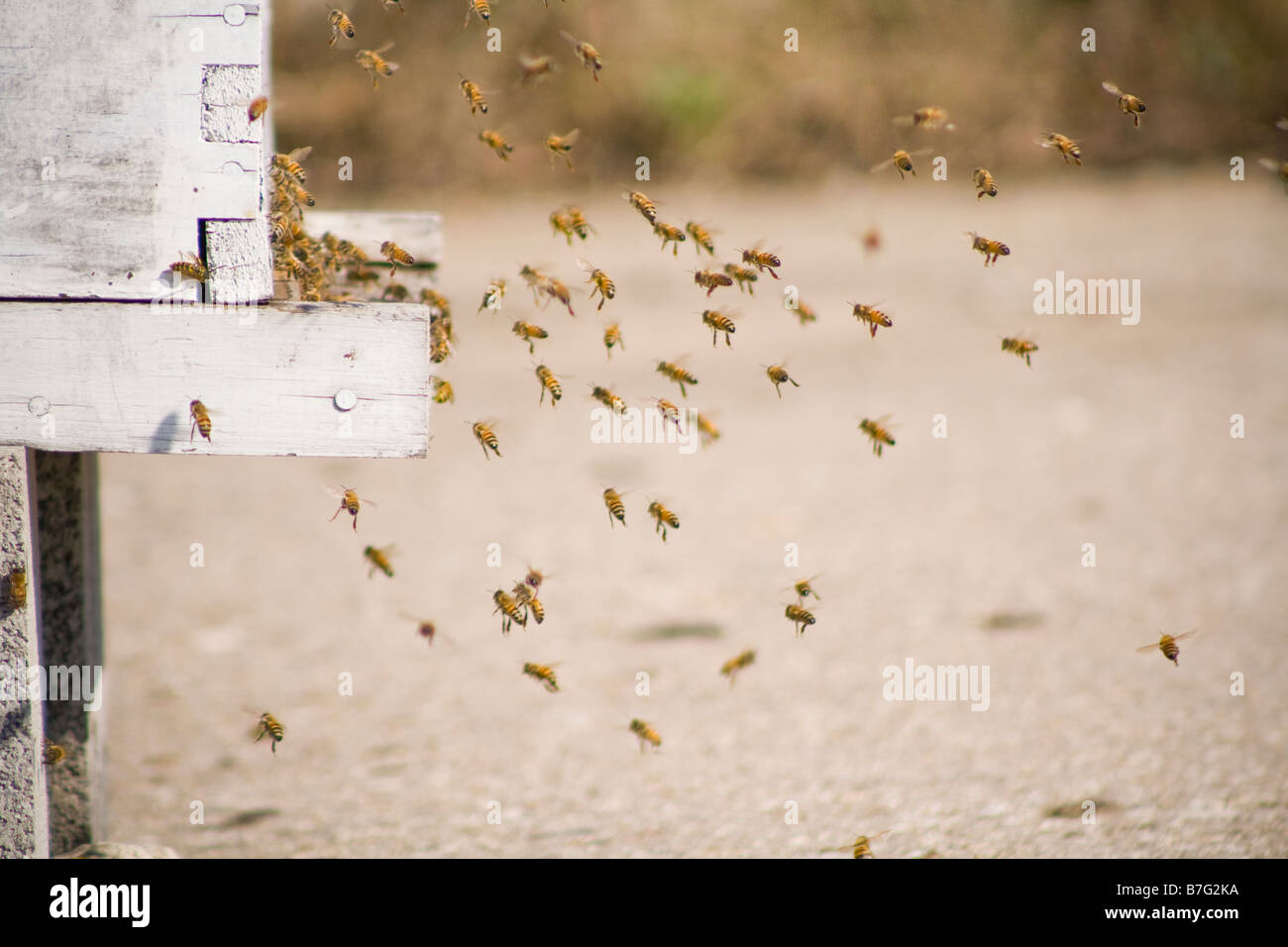 Arbeiter-Bienen in den Bienenstock in Chicago Illinois zurück Stockfoto